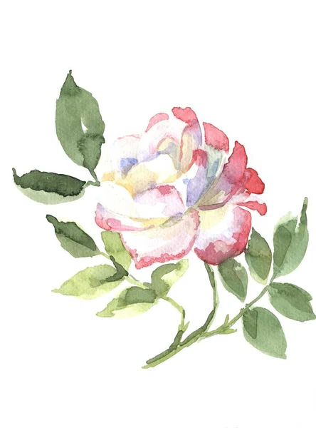 Hermosa Flor Acuarela Rosa Ilustración Dibujada Mano Floral —  Fotos de Stock