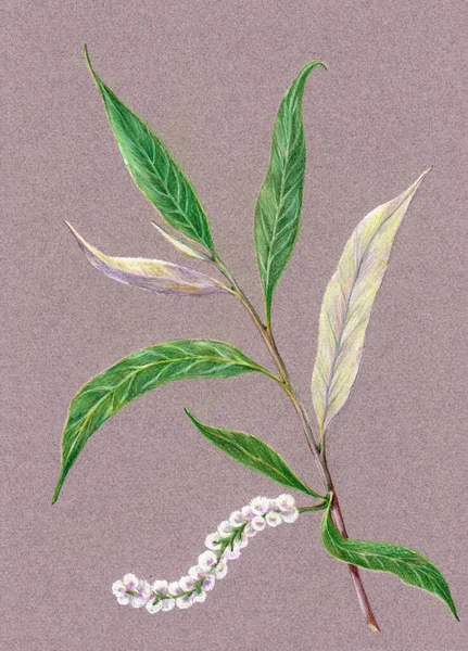 灰色背景下美丽的杨树枝条的水彩画 — 图库照片