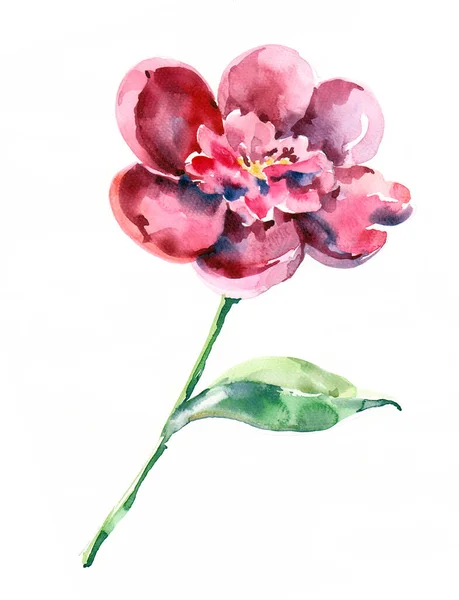 Akvarell Målning Vackra Blomma Pion Vit Bakgrund — Stockfoto