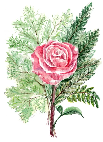 Watercolor painting of beautiful flower rose with green branch on white background.