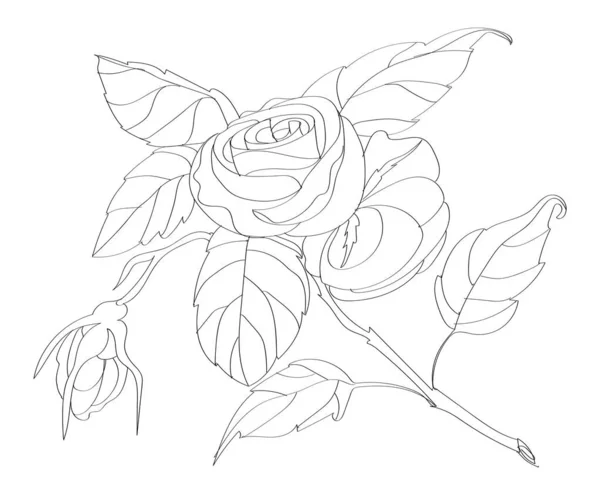 Graficzna Gałąź Róży Liśćmi Białym Tle Ilustracja Kart — Zdjęcie stockowe