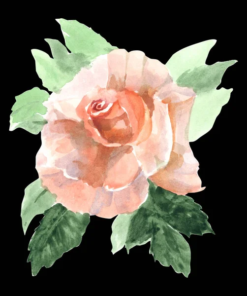 美しいバラの水彩イラスト 手描き植物画 — ストック写真