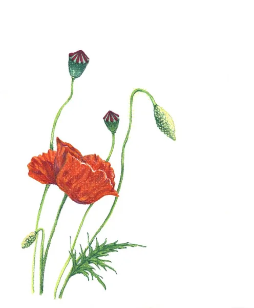 Akvarel Květiny Bílém Pozadí Ručně Kreslené Květiny Mák — Stock fotografie