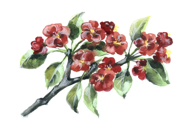 Ilustração Aquarela Flor Vermelha Branch Flores Maçã Com Folhas Fundo — Fotografia de Stock