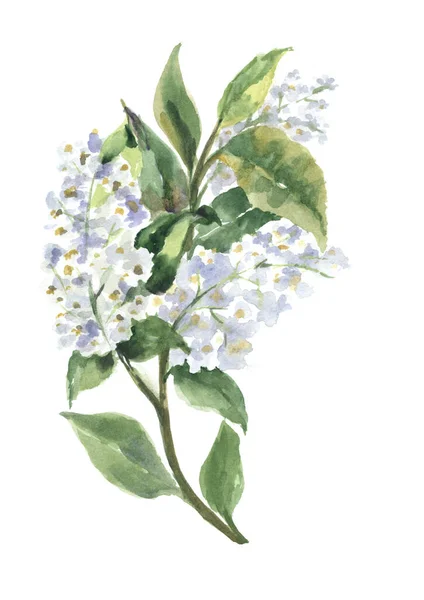 Akwarela Ręcznie Malowane Biały Wiosenny Kwiat Ręcznie Rysowane Ilustracje — Zdjęcie stockowe