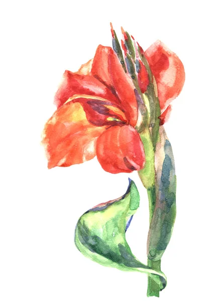 Watercolor Illustration Beautiful Red Flowers — Stock Photo, Image