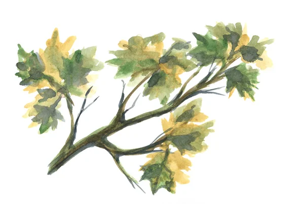 Ramo Árvore Com Folhas Pintura Aquarela Sobre Fundo Branco Desenho — Fotografia de Stock