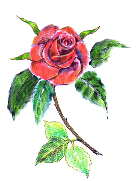 Acquerello Fiore Rosa Con Foglie Sfondo Bianco Illustrazione Del Disegno — Foto Stock