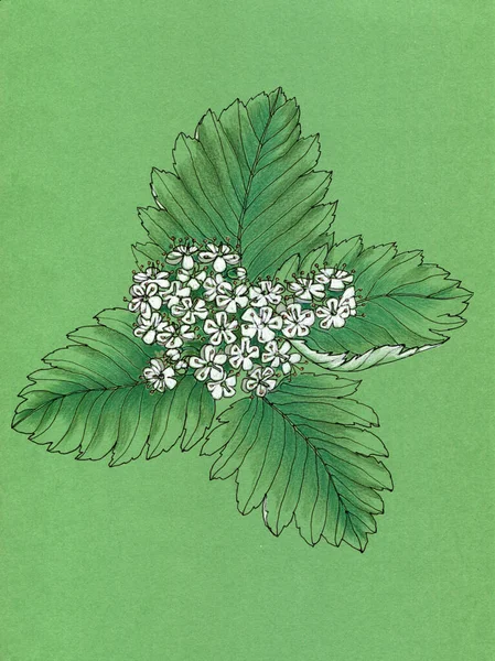 緑の花や葉の水彩画の手描きイラスト — ストック写真