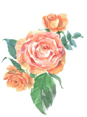 Beyaz arka planda suluboya ile boyanmış bahçe çiçekleri. Dekorasyon için resim.