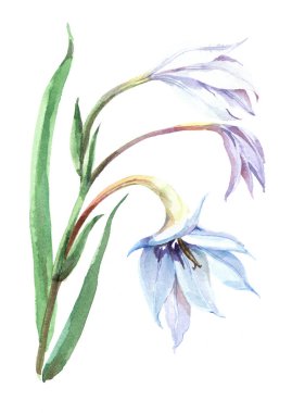 Beyaz arka planda yaprakları olan suluboya zambak. Dekorasyon çizimi