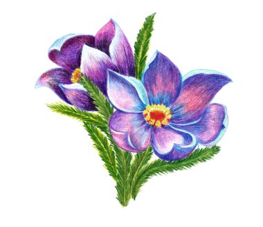 Beyaz arka planda yaprakları olan suluboya bir bitki. Dekorasyon çizimi