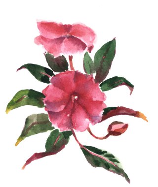 Watercolor pink flower with leaves on white background. Illustration for decor