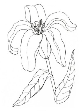 Beyaz arka planda yaprakları olan grafiksel çiçek zambağı. Dekorasyon için el çizimi çizimi