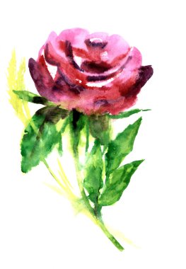 Beyaz arka planda yaprakları olan suluboya çiçek gülü. Dekorasyon çizimi. 