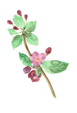 Bahar çiçeklerinin suluboya dalı beyaz arka planda yaprakları olan elma. El çizimi çizimi. 