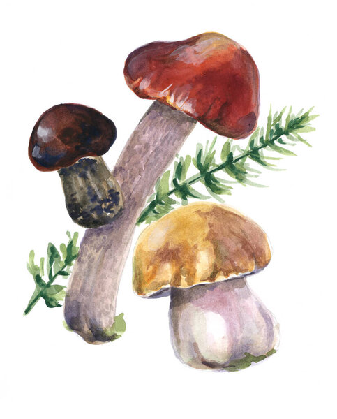 Watercolor wild mushrooms with grass on white background. Illustration for your project. 