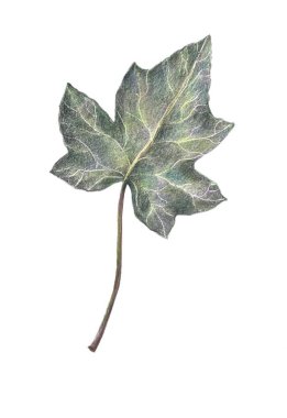 El çizimi çizimi. Beyaz arka planda yaprak sarmaşığı. Ev için dekoratif öğeler. 