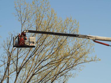 Tanımlanamayan bahçıvan hava çalışma platformuyla ağacı buduyor.