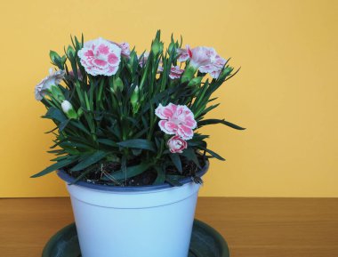 Kartaca pembesi (bilimsel adı Dianthus carthusianorum) bitki