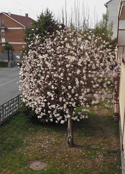 Sötvik Vetenskapligt Namn Magnolia Virginiana Träd Med Rosa Blommor Stockfoto