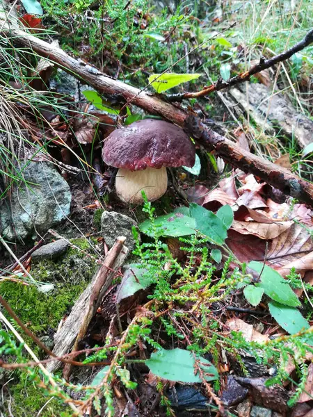 Porcini (bilimsel adı Boletus edulis) vahşi mantarlar