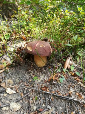 Porcini (bilimsel adı Boletus edulis) vahşi mantarlar