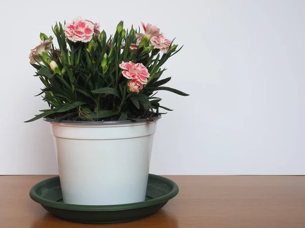 カルトサス ピンク Diensus Carthusianorum 植物の花 — ストック写真