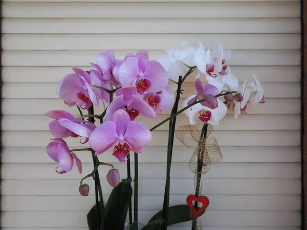 Орхидеи Белого Розового Цветов Научной Классификации Angiosperms Asparagales Orchidaceae — стоковое фото