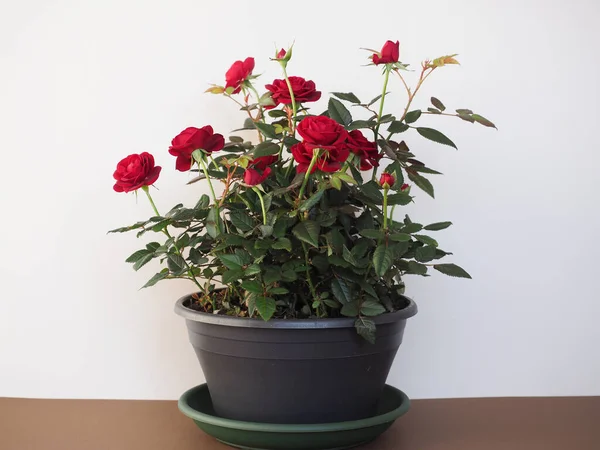 黒い鍋に赤いバラの植物 — ストック写真