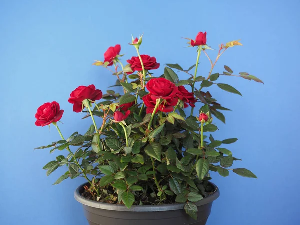 red roses plant in a black pot over blue background
