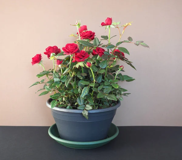 黒い鍋に赤いバラの植物 — ストック写真