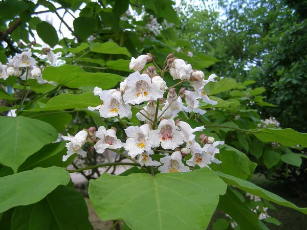 Catalpa Aka Catawba Tree Wissenschaftliche Klassifizierung Bignoniaceae — Stockfoto