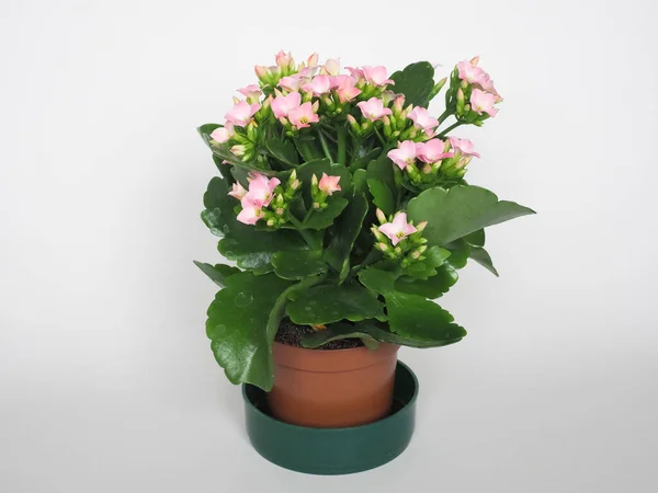 Kalanchoe Scientific Classification Saxifragales Crassulaceae Pink Flower — Stock Photo, Image