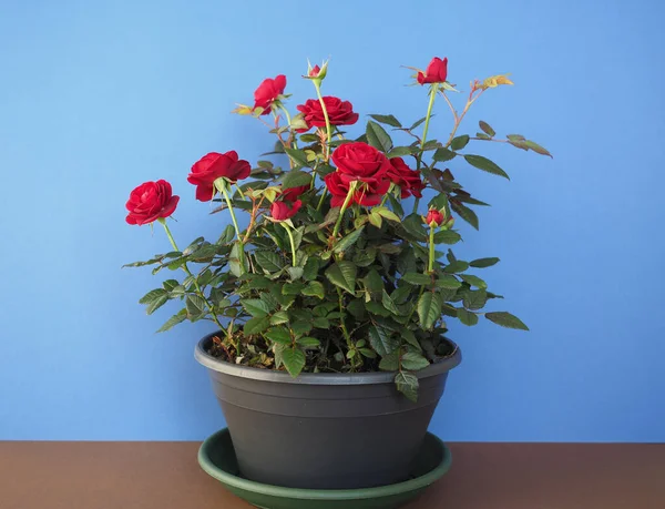 青い背景の上に黒いポットに赤いバラの植物 — ストック写真