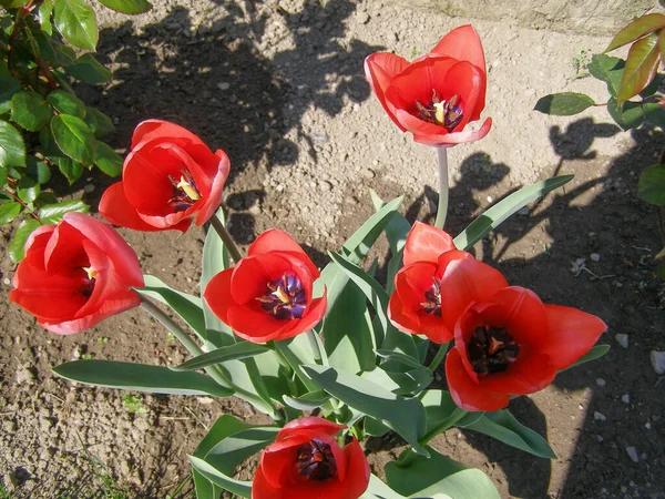 Tulpan Röd Blomma Vetenskapligt Namn Tulipa Gesneriana — Stockfoto