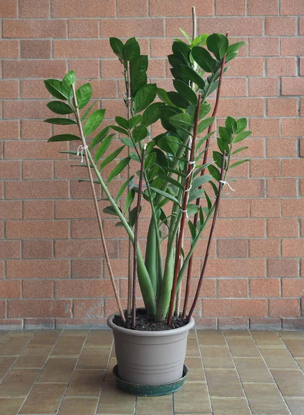 Зеленая Замия Научное Название Zamia Furfuracea Растение — стоковое фото