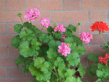 sardunya namı diğer turna gagası bilimsel sınıflandırma Geraniales pembe çiçek