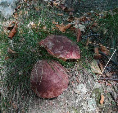 Porcini (bilimsel adı Boletus edulis) vahşi mantarlar