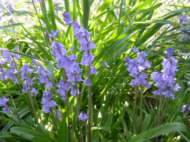 İspanyol mavisi leylak çiçeği bilimsel adı Hyacinthoides hispanica