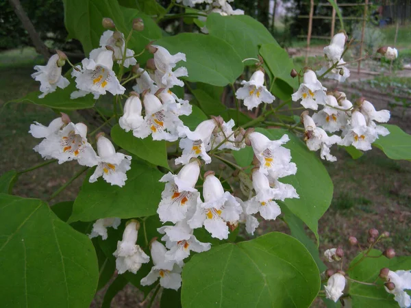 Catalpa Aka Catawba Tree Vetenskaplig Klassificering Bignoniaceae — Stockfoto