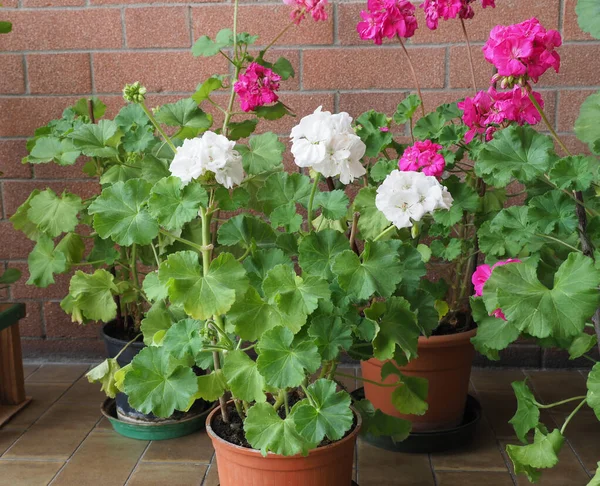 Geranium Aka Cranesbill Scientific Classification Geraniales Plant Pink White Flower — Stock Photo, Image