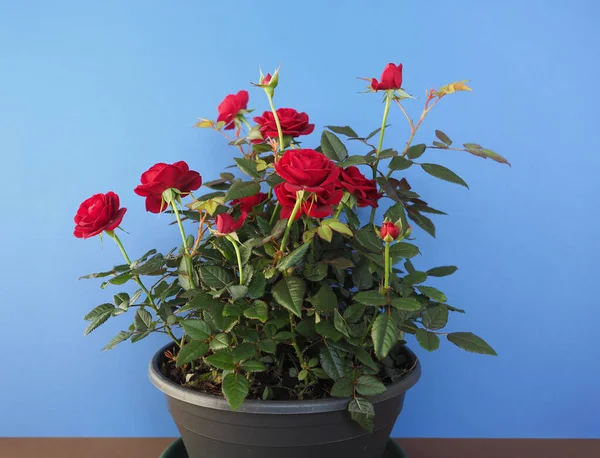 青い背景の上に黒いポットに赤いバラの植物 — ストック写真
