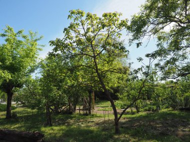 Catalpa namı diğer Catawba ağacı bilimsel sınıflandırması Catalpeae