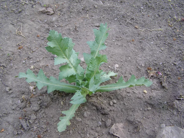 stock image cardoon aka artichoke thistle plant scientific name Cynara cardunculus