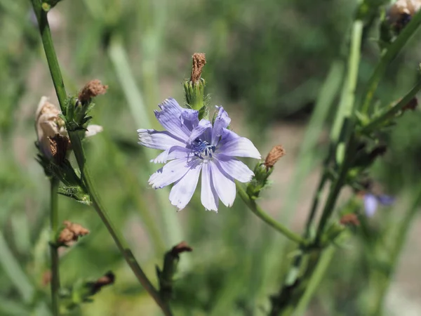 Common Chicory Blue Flower Scientific Name Cichorium Intybus — Stock Photo, Image