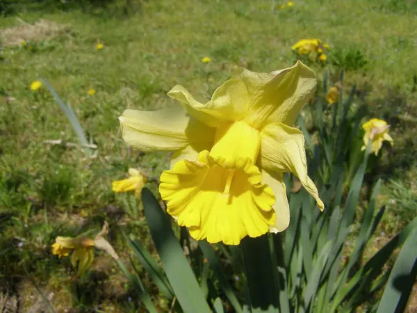 Daffodil Aka Daffadowndilly Jonquil Желтый Цветок Научное Название Narcissus — стоковое фото
