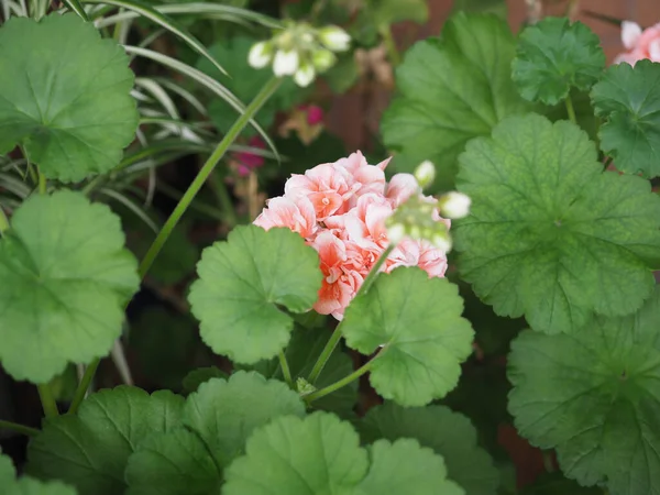 Geranium Aka Cranesbill Scientific Classification Geraniales Plant Pink Flower — Stock Photo, Image