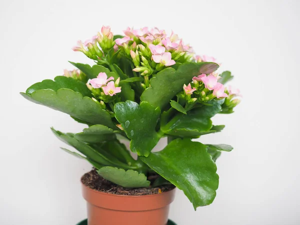 カランゴ科分類サキシフラガレス クラス科ピンク色の花 — ストック写真