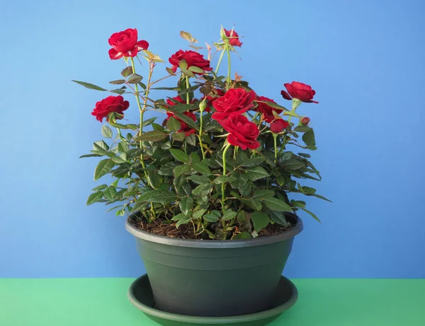 Red Roses Plant Black Pot Blue Background — Stock Photo, Image